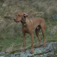 Bearded Lake dog walk near Aberdovey, Wales - Dog walks in Wales