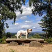 Alderley Edge dog walk, Cheshire - cheshire dog walk.jpg