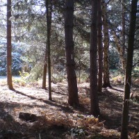 Elvaston Country Park dog walk, Derbyshire - Dog walks in Derbyshire