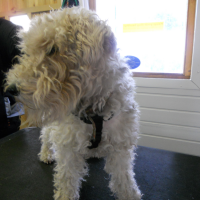 Leicester Dog Grooming, Leicestershire - Image 1