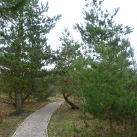 Boundary Wood dog walks, Nottinghamshire - Dog walks in Nottinghamshire