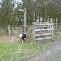 Boundary Wood dog walks, Nottinghamshire - Dog walks in Nottinghamshire