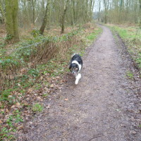 Sellers Wood, Nottingham, Nottinghamshire - Dog walks in Nottinghamshire