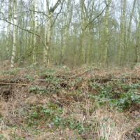 Sellers Wood, Nottingham, Nottinghamshire - Dog walks in Nottinghamshire