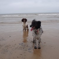 Bridlington South Beach with dogs, East Yorkshire - Dog walks in Yorkshire