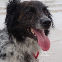 Bridlington South Beach with dogs, East Yorkshire - Dog walks in Yorkshire