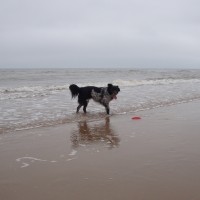 Bridlington South Beach with dogs, East Yorkshire - Dog walks in Yorkshire