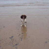 Bridlington South Beach with dogs, East Yorkshire - Dog walks in Yorkshire