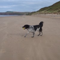 Saltburn dog-friendly beach, North Yorkshire - Dog walks in Yorkshire