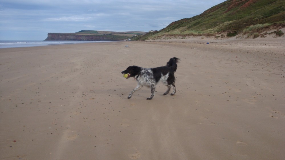 Saltburn Dog friendly Beach North Yorkshire Driving With Dogs saltburn-dog-friendly-beach-north-yorkshire-driving-with-dogs