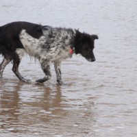 Saltburn dog-friendly beach, North Yorkshire - Dog walks in Yorkshire