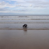 Saltburn dog-friendly beach, North Yorkshire - Dog walks in Yorkshire