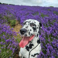 Cotswold Lavender Farm, Worcestershire - 1000074930.jpg