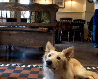 Hemel Hempstead dog-friendly pub, Hertfordshire - Dog walks in Hertfordshire
