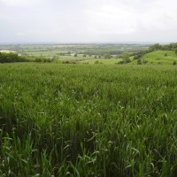 M4 Junction 18 Cotswold Way dog walk, Gloucestershire - Dog walks in Gloucestershire