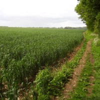 M4 Junction 18 Cotswold Way dog walk, Gloucestershire - Dog walks in Gloucestershire