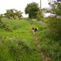 M4 Junction 18 Cotswold Way dog walk, Gloucestershire - Dog walks in Gloucestershire