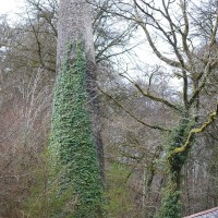 Cotehele Quay to Lower Kelly dog walk, Cornwall - 2018-04-07-5523.jpg