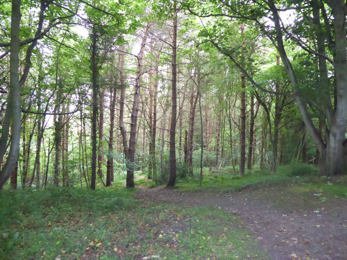 Woodland dog walks near Scarborough, Yorkshire Driving with Dogs