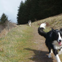 Woodland dog walk and dog-friendly country pub, Gloucestershire - DwD dogs in the woods