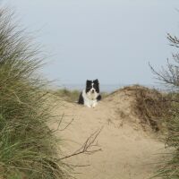Holme next the sea dog-friendly beach, Norfolk - Norfolk dog-friendly beaches.JPG