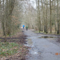 Snelsmore Common Country Park dog walk, Berkshire - Berkshire dog walk