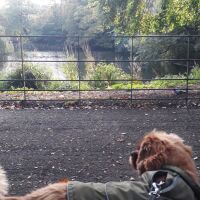 Birkenhead Park dog walks, Merseyside - 20221021_114240.jpg
