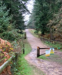 Black water dog walk, Hampshire - Dog walks in Hampshire