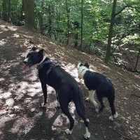 Sheffield dogwalking - Graves Park, Yorkshire - 40044406_10155362305686330_3764710457542180864_n.jpg