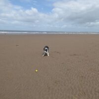 Crosscanonby beach dog walks, Cumbria - Lake District dog-friendly beach