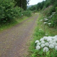 Eskdalemuir Forest dog walk, Scotland - Woodland dog walk Scottish Borders