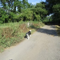 Reservoir dog walk near Upper Boddington, Northamptonshire - Dog walk in Northamptonshire