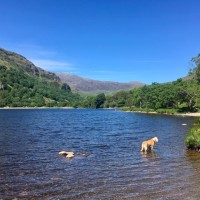 A498 Stunning lake and dog walk, Wales - 62819956-25EC-4C5C-8574-456378F1DB50.jpeg