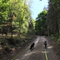 Setmurthy Woods/Watch Hill dog walk, Cumbria - set2.jpg