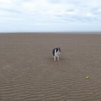 Energy Coast dog-friendly beach, Cumbria - Cumbria dog-friendly beaches