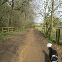Stoke Woods (near Bicester) dog walk, Oxfordshire - dog walk in Oxfordshire