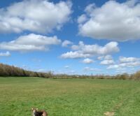 Long riverside walk, East Yorkshire - Yorkshire dog walks