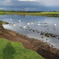 Riverside walk along flat path with a dog friendly pub and kids playground, Nottinghamshire - dog2.jpeg
