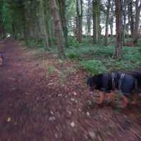Southern Upland Way dog walk, Scotland - 20180815_192549.jpg