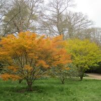 Elegant landscaped park dog walks and cafe, Norfolk - Norfolk dog walks and beaches.JPG