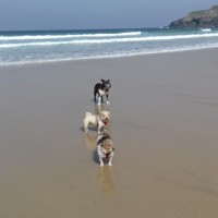 Holywell Bay Beach - dog-friendly, Cornwall - 20190423_111741.jpg
