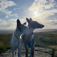 The White House at Littleborough dog walks, Greater Manchester - 0FCE370B-E53A-43D0-8B04-050DF4AEC512.jpeg