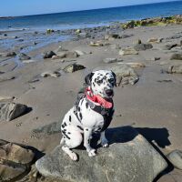 Ardwell Bay Beach, Scotland - 1000113093.jpg