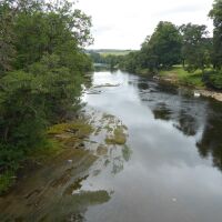 Dog Walk on river Eden and Coombs Wood, Cumbria - Northumberland dog-friendly pub and dog walk