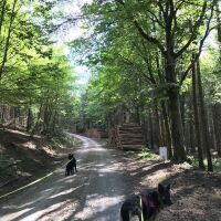 Setmurthy Woods/Watch Hill dog walk, Cumbria - set3.jpg