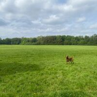 M62 Junction 11 Birchwood Forest Park dog walk, Cheshire - birchwood.jpeg