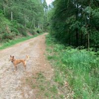 Dog Walk on river Eden and Coombs Wood, Cumbria - Northumberland dog-friendly pub and dog walk