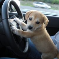puppy taking the wheel.jpg