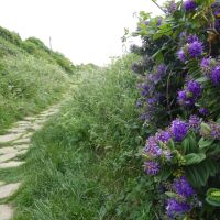 Staithes dog-friendly beach and village, North Yorkshire - Yorkshire dog-friendly beaches and dog walks