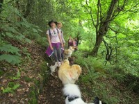 dogwalkers-style.jpeg